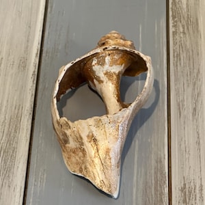 May include: A white and brown seashell with a hole in the center. The shell has a glittery finish and is a natural sea object.