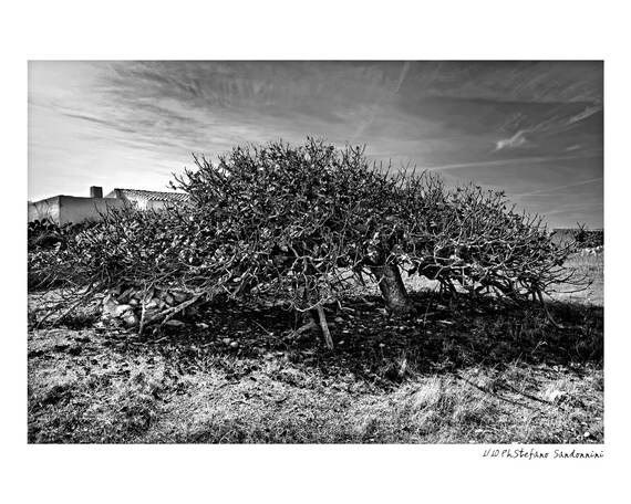 Fig tree in Formentera island