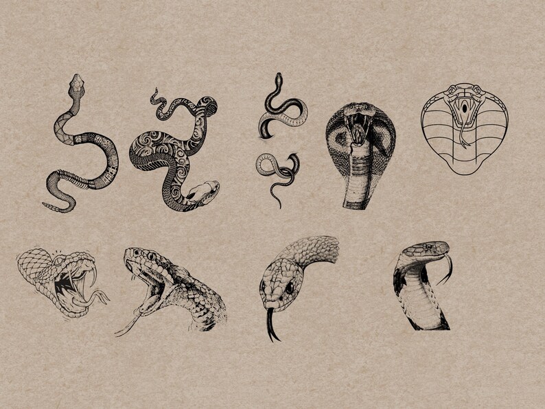 May include: A collection of detailed black and white illustrations of various snakes on a tan background. The images include coiled snakes, snake heads with open mouths, and a cobra with its hood expanded.