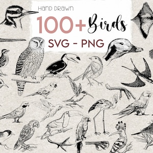 Birds SVG PNG 100+ Hand Drawn Bird Bundle Vintage Bird Clip art Bird PNG Design owl toucan parrot Art Digital Boho Birds Print Animals