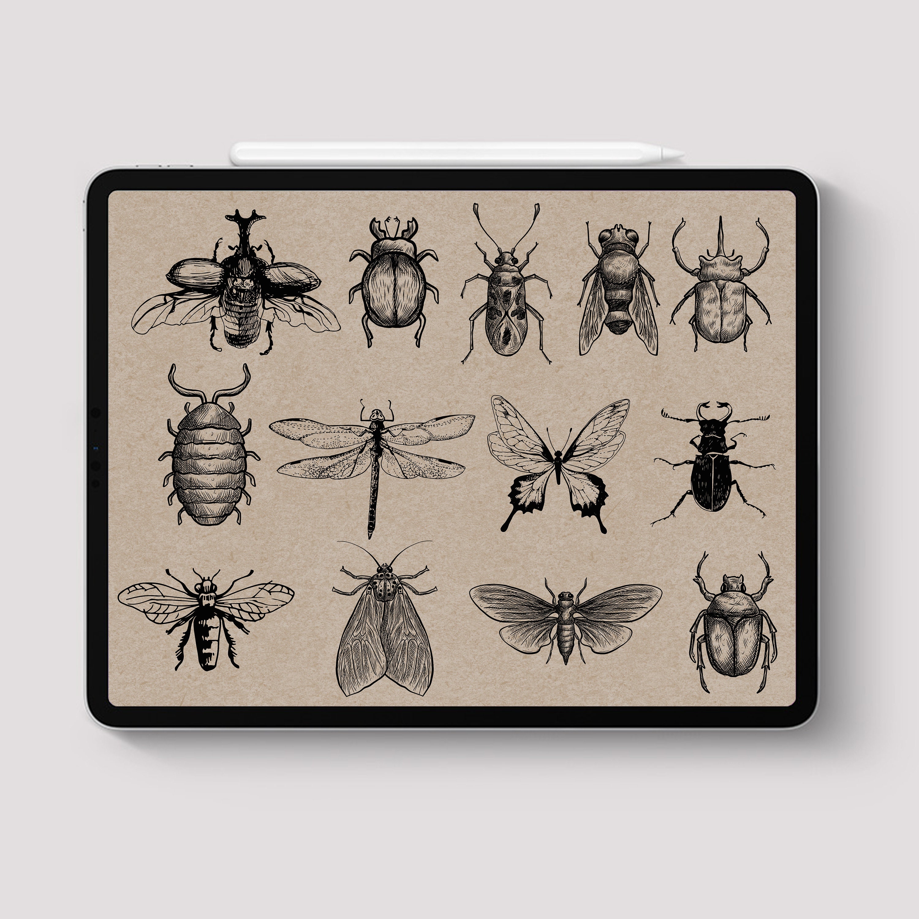 Procreate 40 Insect Stamps Brush Tattoo Vintage Spider Bug | Etsy