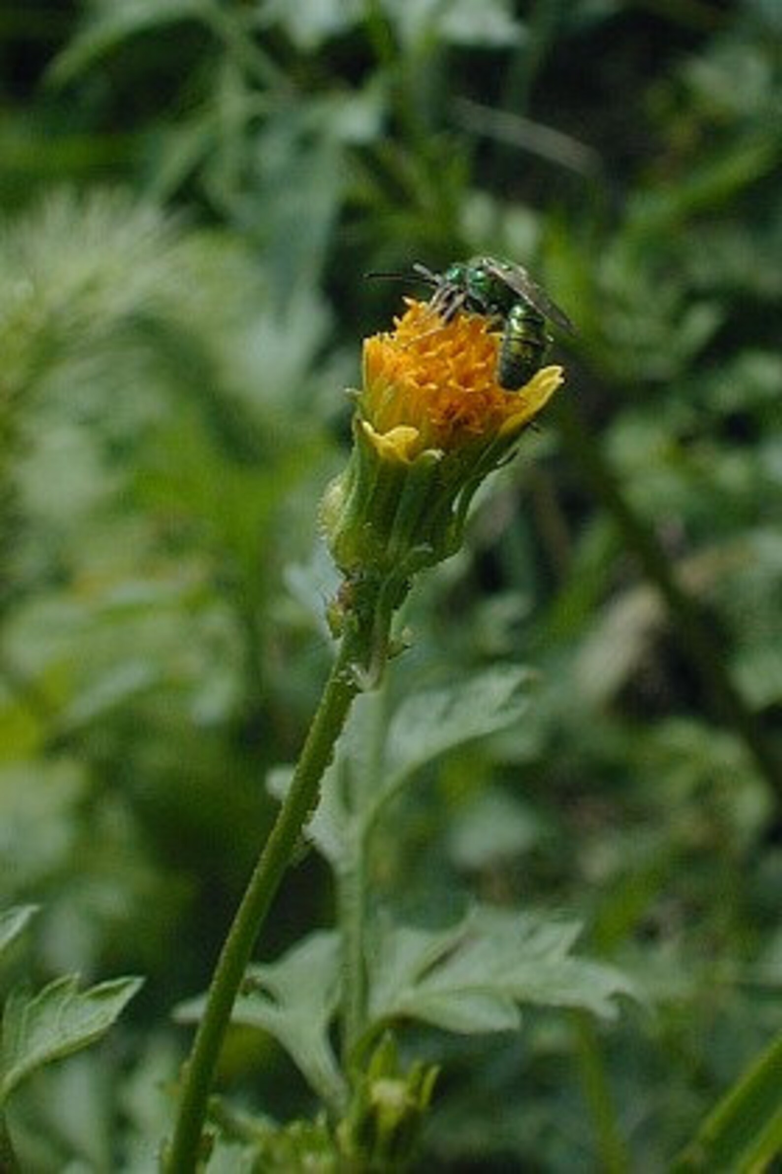 Spanish Needle seeds Bidens bipinnata seeds Biden's Alba Etsy