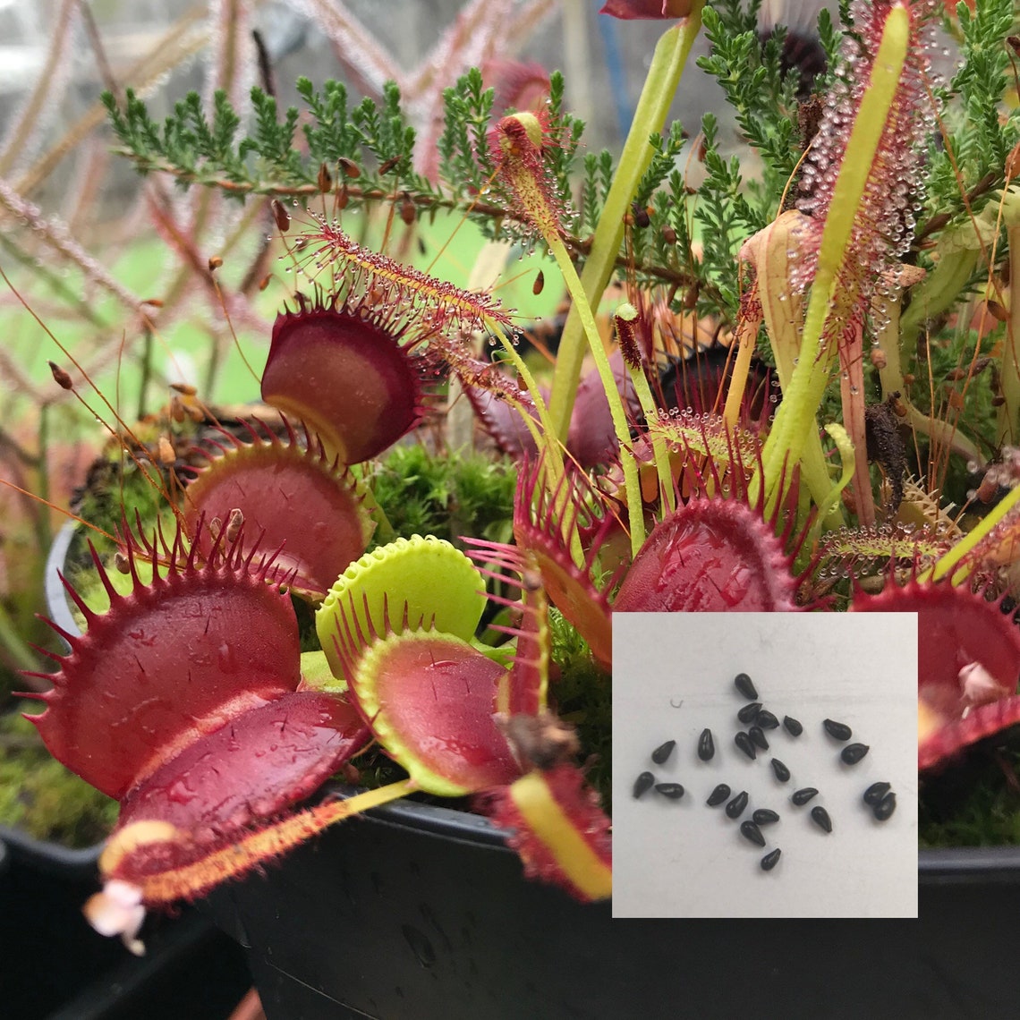 can you buy a venus fly trap at home depot