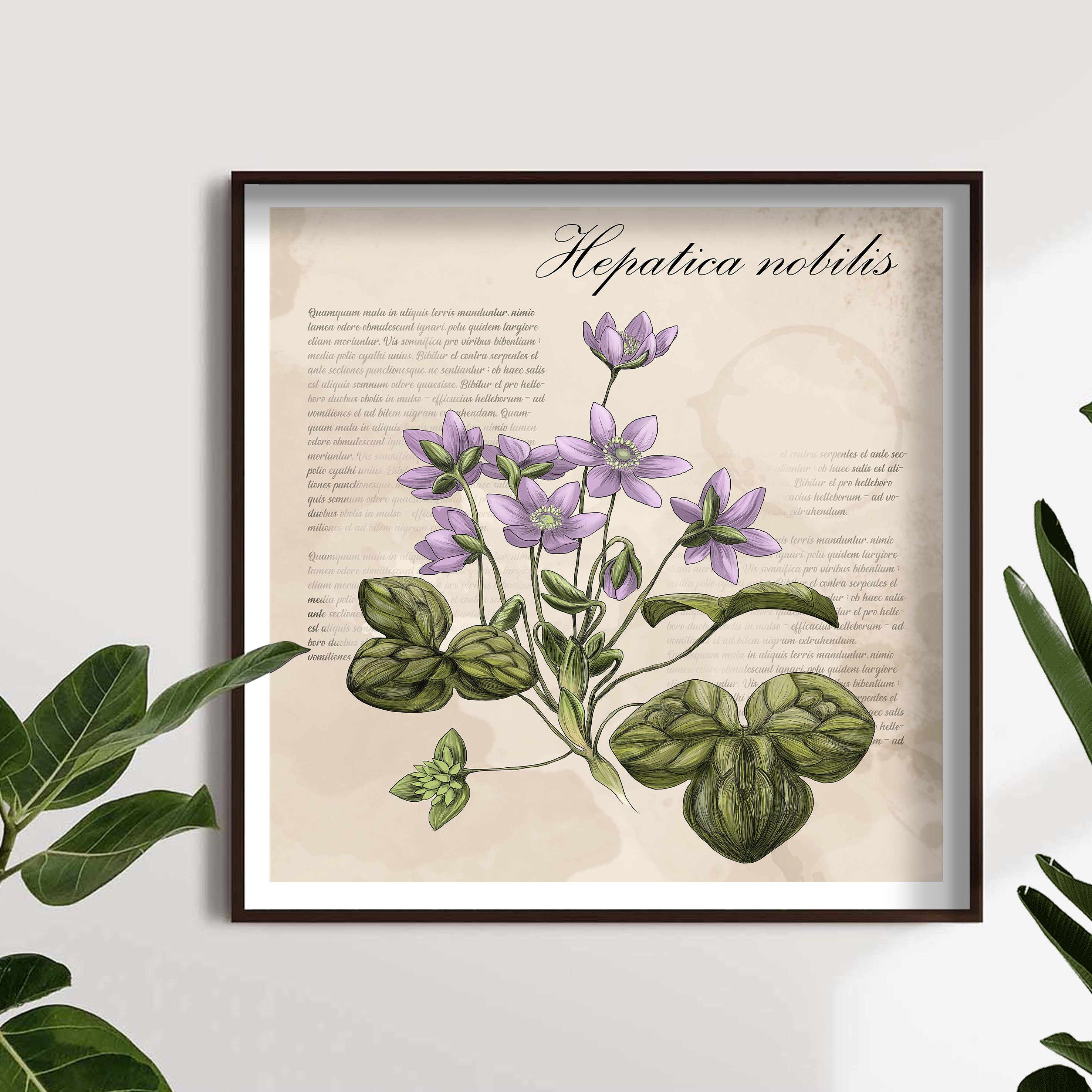 Hépatique, Planche Botanique