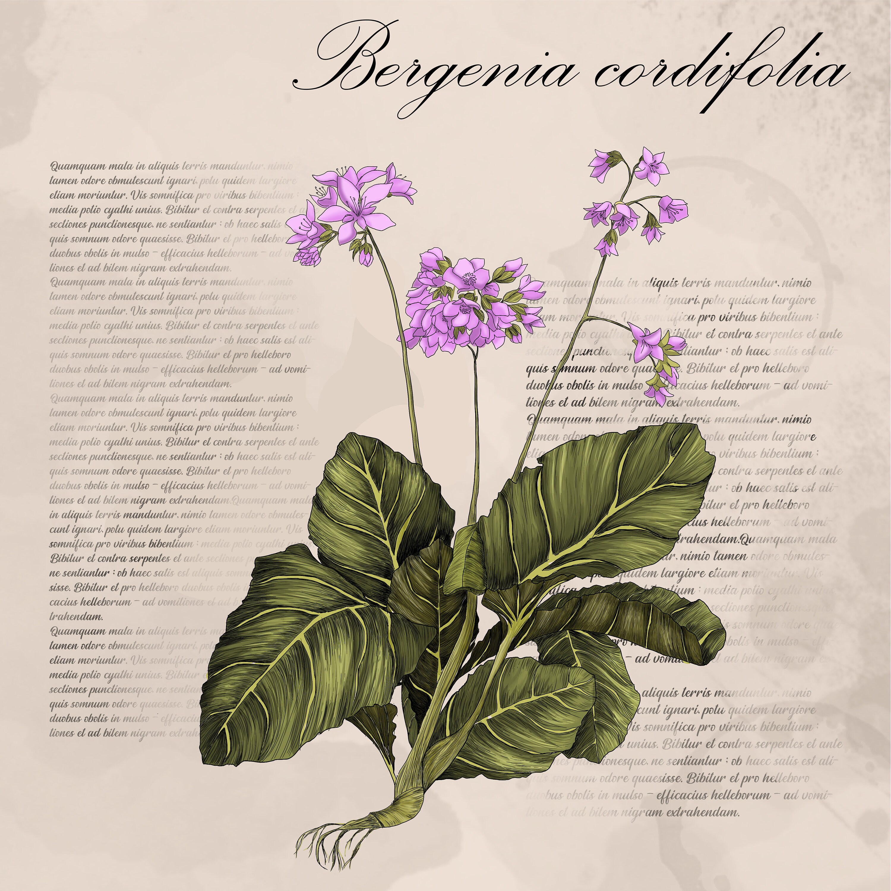 Bergenia, Planche Botanique