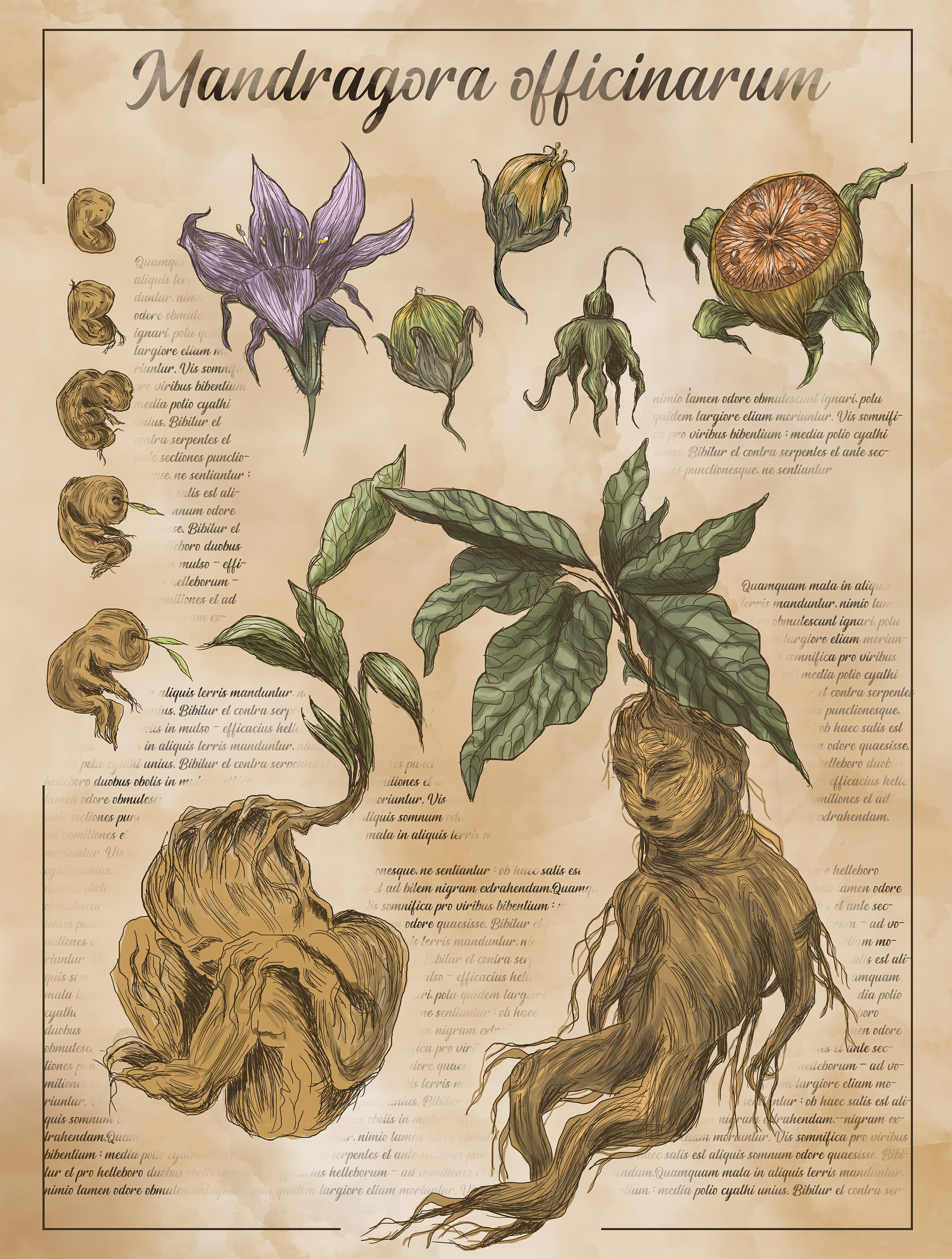 Mandragora Bobotanicla Board