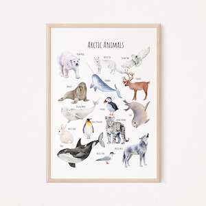 May include: A colorful watercolor illustration of Arctic animals, including a polar bear, walrus, narwhal, caribou, arctic fox, snowy owl, puffin, beluga whale, king penguin, snow leopard, arctic wolf, and arctic tern. The illustration is titled "Arctic Animals".