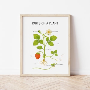 Printable Parts of a Plant Poster, Plant Anatomy Chart, Preschool Education, Educational Poster, Montessori Learning, Digital Download