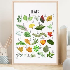 Educational Leaves Poster, Leaf Types Print, Printable Wall Art, Montessori Homeschool Decor, Nature Classroom Decor, Learning Poster Kids