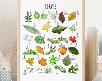 Educational Leaves Poster, Leaf Types Print, Printable Wall Art, Montessori Homeschool Decor, Nature Classroom Decor, Learning Poster Kids