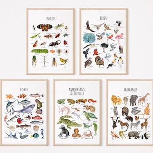 Póster educativo de 5 clasificaciones de animales, pósteres de animales, aprendizaje educativo de insectos, reptiles, anfibios, mamíferos y aves, descarga digital