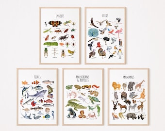 5 Animal Educational Classification Poster, Animal Posters, Insect Reptiles Amphibians Mammals Birds Educational Learning,  Digital Download