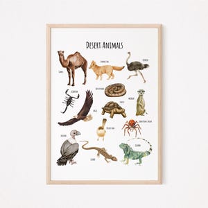 May include: A colorful educational chart featuring illustrations of desert animals, including a camel, ostrich, scorpion, fennec fox, meerkat, and more. The chart is titled "Desert Animals".