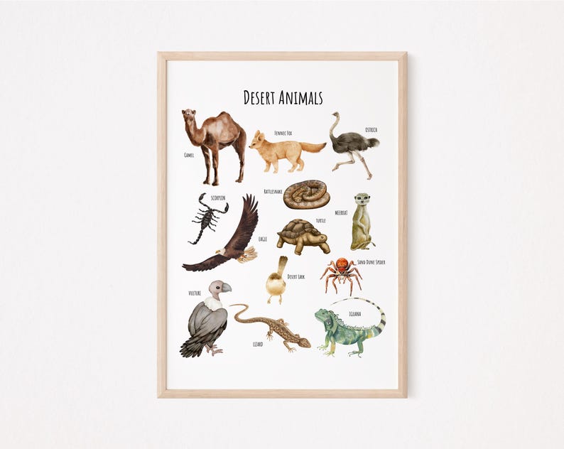 May include: A colorful educational chart featuring illustrations of desert animals, including a camel, ostrich, scorpion, fennec fox, meerkat, and more. The chart is titled "Desert Animals".