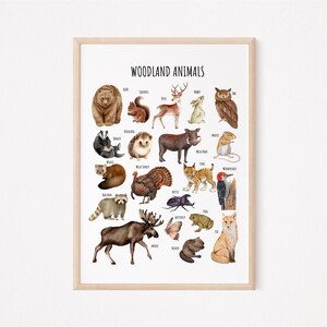 May include: A colorful illustrated poster featuring a variety of woodland animals, including a bear, deer, owl, raccoon, and more. The poster is titled "Woodland Animals" and includes the name of each animal.