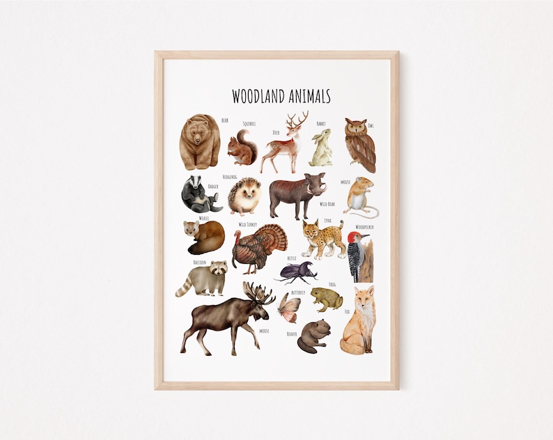 May include: A colorful illustrated poster featuring a variety of woodland animals, including a bear, deer, owl, raccoon, and more. The poster is titled "Woodland Animals" and includes the name of each animal.