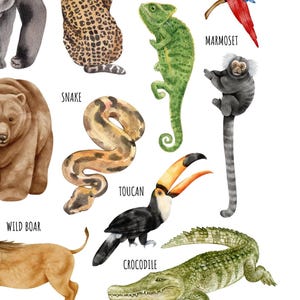 May include: A colorful illustration of various animals, including a toucan, snake, crocodile, wild boar, jaguar, gorilla, marmoset, and chameleon. The illustration is in a watercolor style and features bright colors.