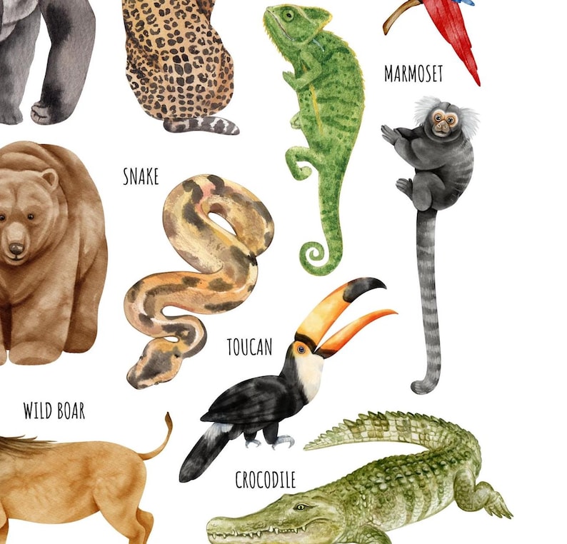 May include: A colorful illustration of various animals, including a toucan, snake, crocodile, wild boar, jaguar, gorilla, marmoset, and chameleon. The illustration is in a watercolor style and features bright colors.