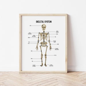 Sistema esquelético, diagrama del esqueleto humano, póster educativo, decoración de pared con huesos humanos, póster Montessori, póster de aprendizaje en casa