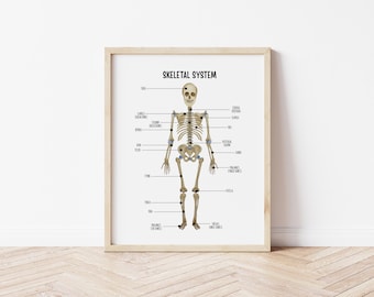 Skelettsystem, Knochensystem, Lehrtafel, Lernposter, Knochenwand, Montessori Poster, Homeschooling Lernposter