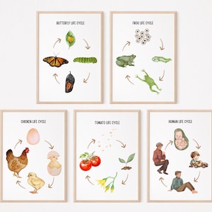 5er Set Lebenszyklus Tiere Lernposter, Lernposter für die Homeschool, Montessori-Klassenzimmer, Lebenszyklus Poster