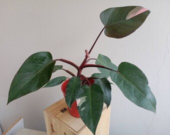 Pink Princess Philodendron Etsy