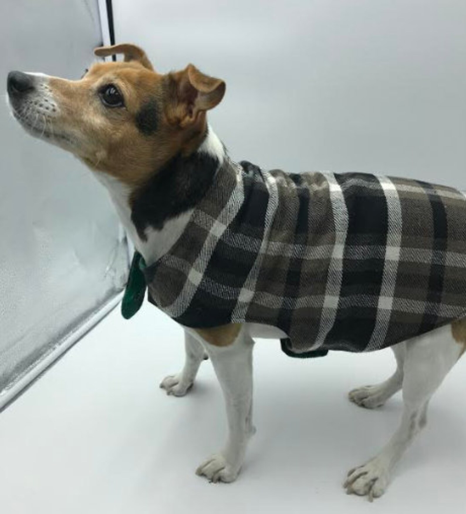 FREE U.S/CAD Shipping Personalized Dog Custom Name Coat Etsy