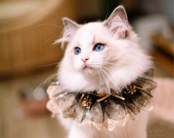 May include: A white cat with blue eyes wearing a black and gold lace collar. The cat is sitting on a brown surface.