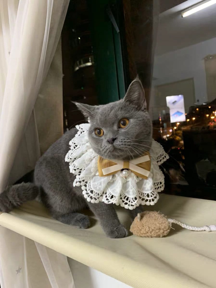 Beautiful Handmade Collar, Pet Party, Wedding Lace Collar, Pet