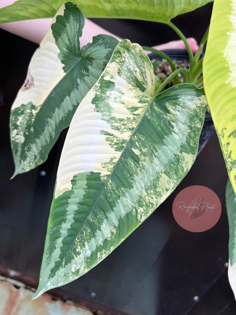 Schismatoglottis Wallichii Variegated - Etsy UK