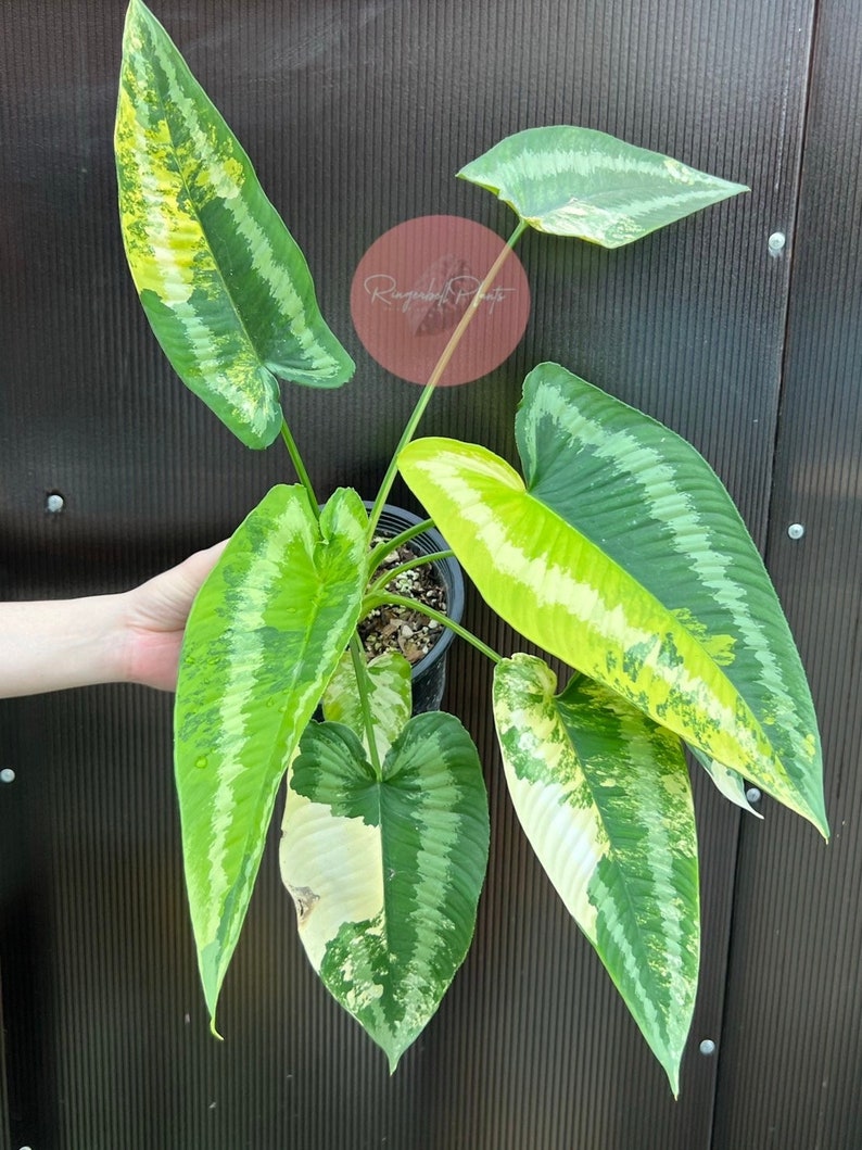 Schismatoglottis Wallichii Variegated - Etsy UK