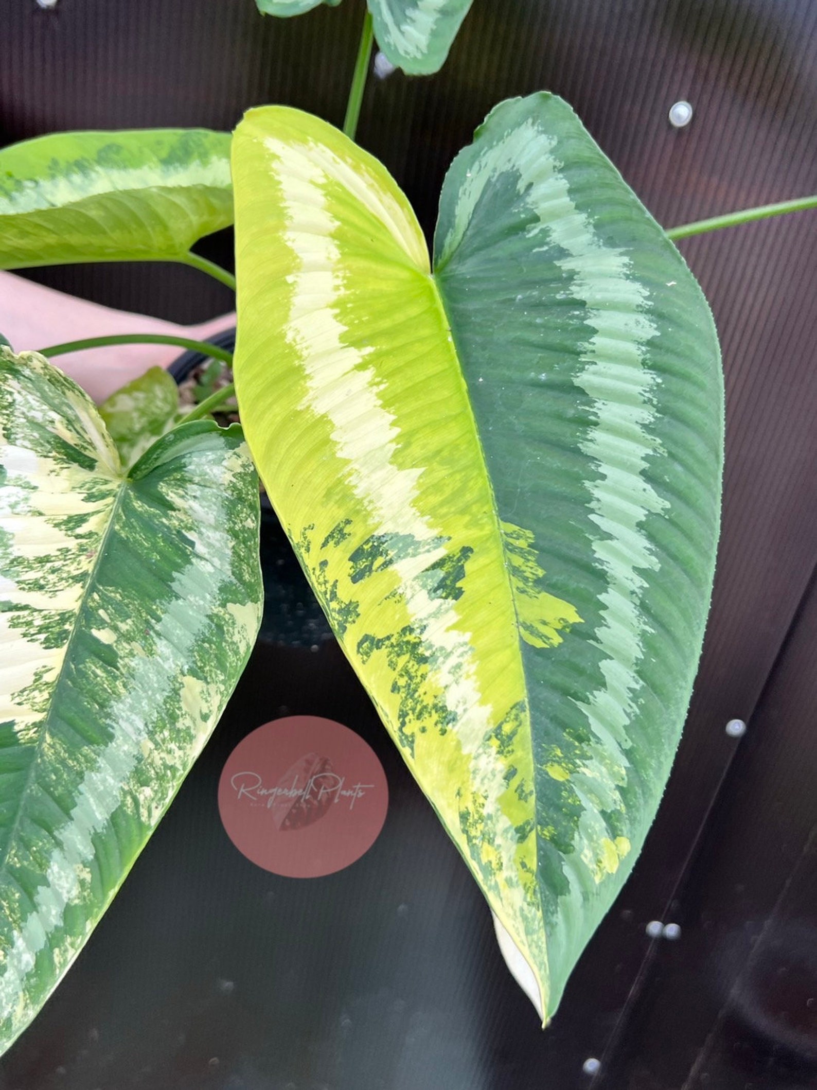 Schismatoglottis Wallichii Variegated - Etsy UK