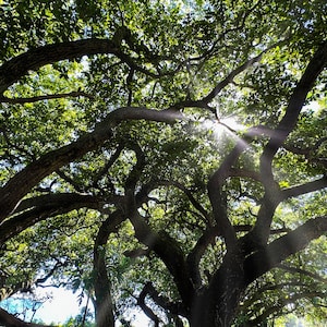 Tree and the sun&#39;s light rays | Digital Download