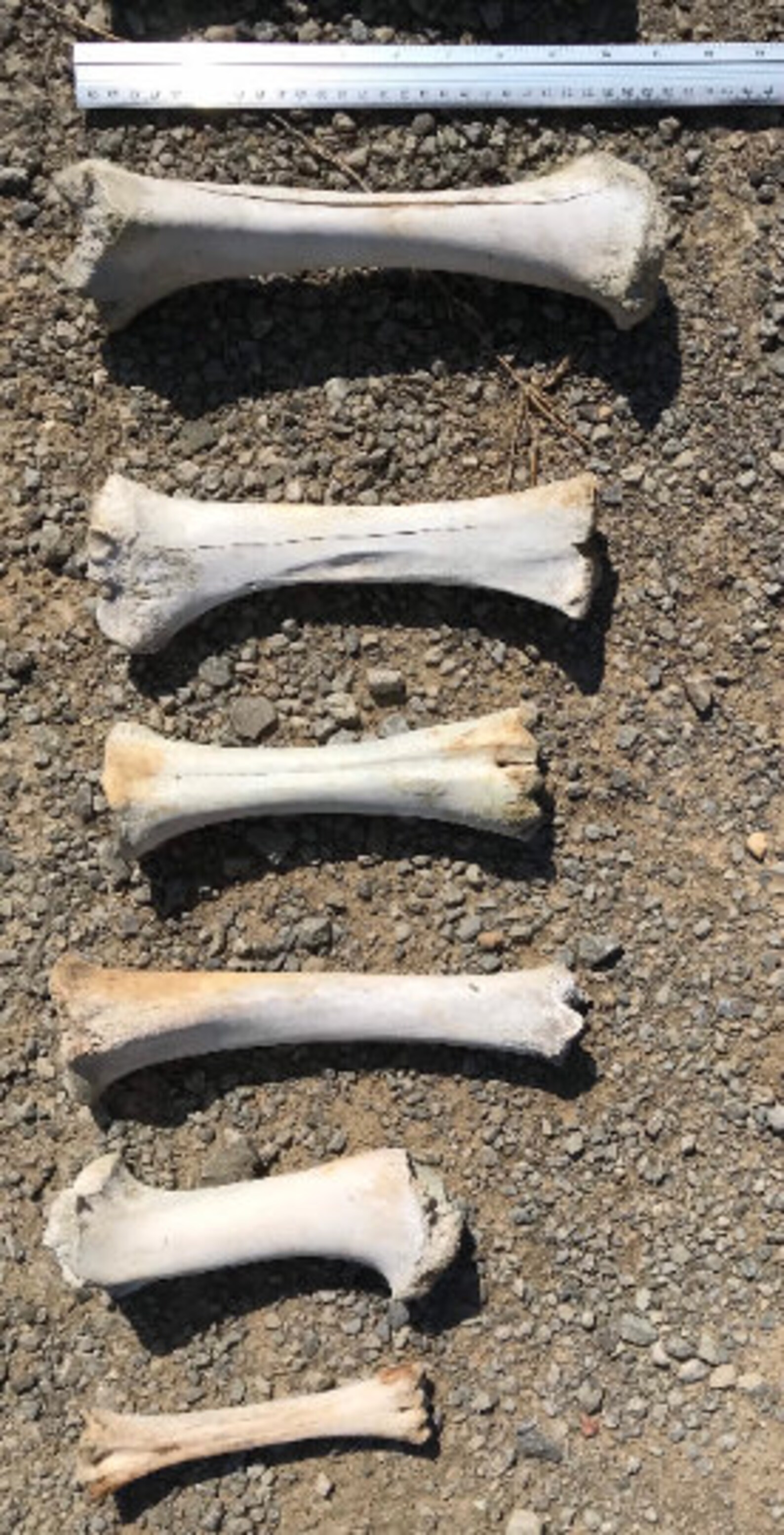 Assorted REAL Cow Bones cleaned by NATURE for Crafts Jewelry Etsy