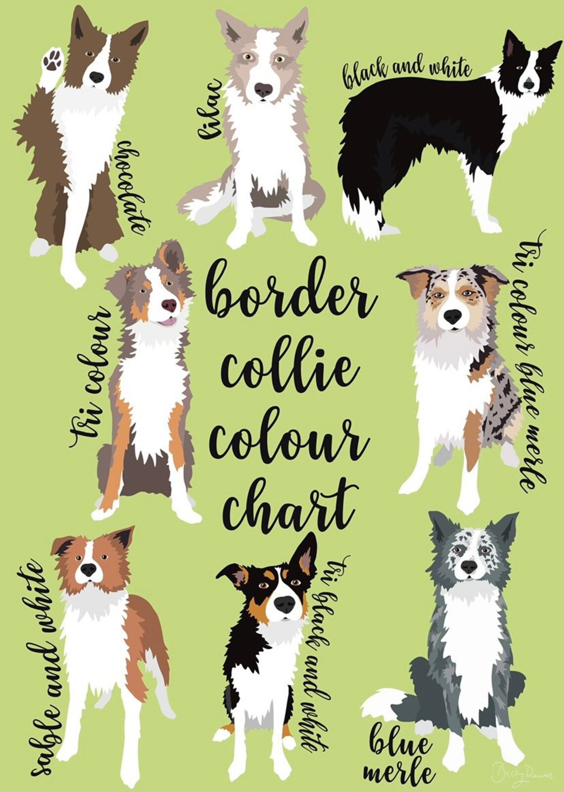 Border Collie Colour Chart Collie Coat Colours Wall Art Border Collie Border Collie Colour Chart Collie Coat Colours Wall Art Border Collie