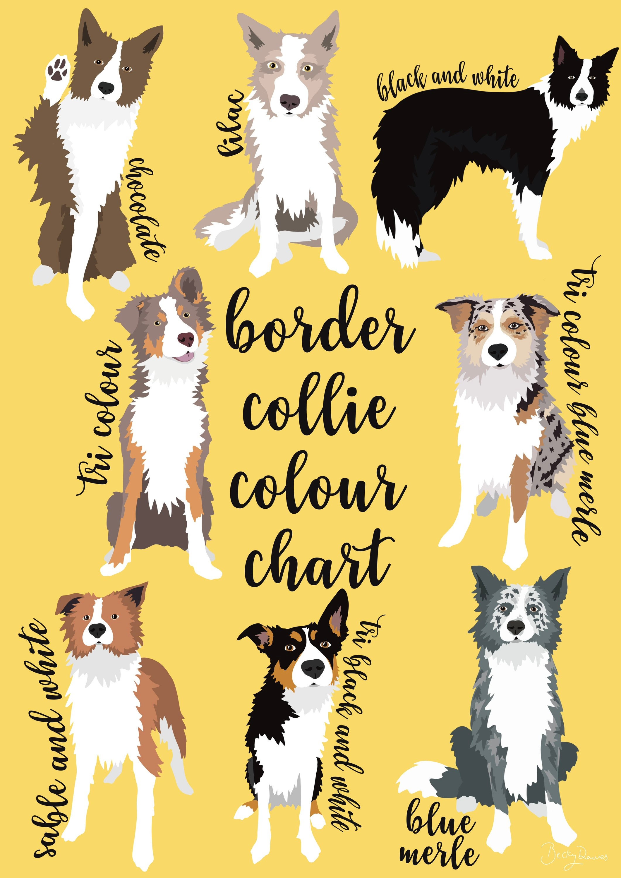 Border Collie Colour Chart Collie Coat Colours Wall Art Border Collie 