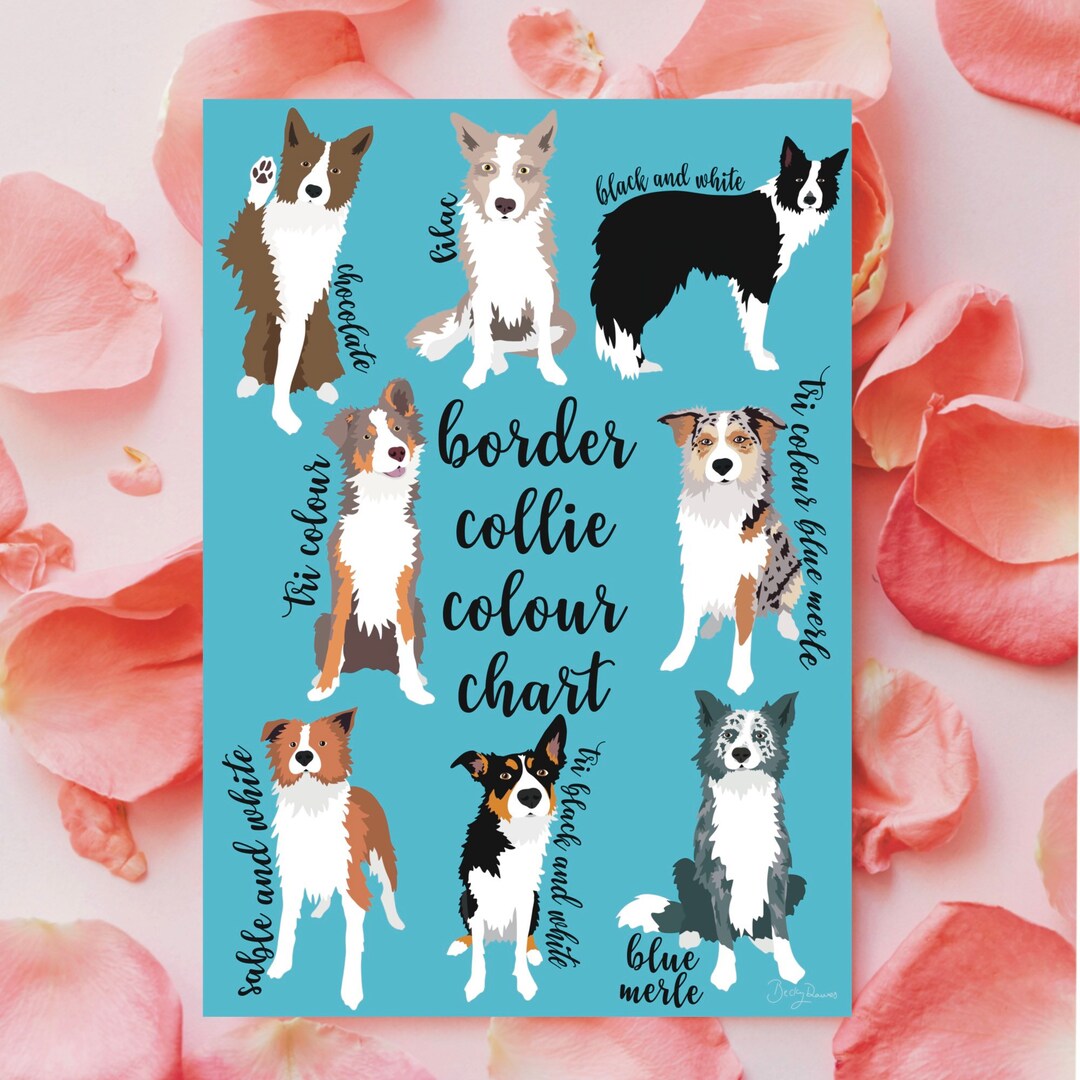 Border Collie Colour Chart Collie Coat Colours Wall Art Border 