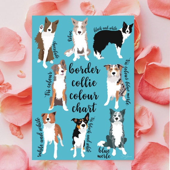 Border Collie Colour Chart Collie Coat Colours Wall Art - Etsy Singapore