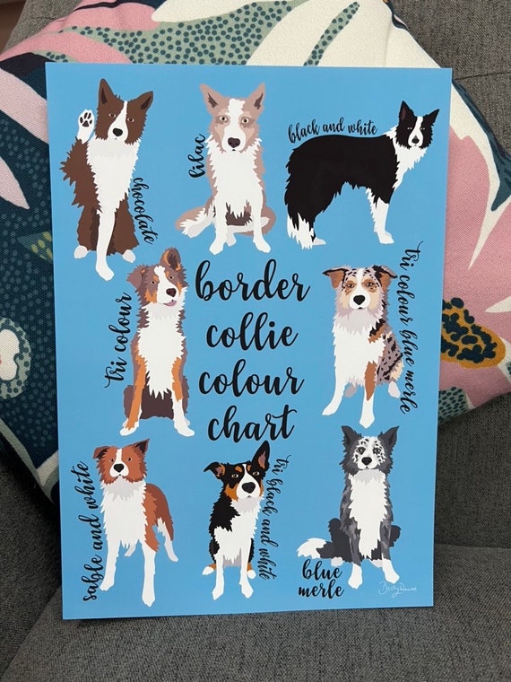 Border Collie Colour Chart Collie Coat Colours Wall Art Border Collie Art Print Etsy