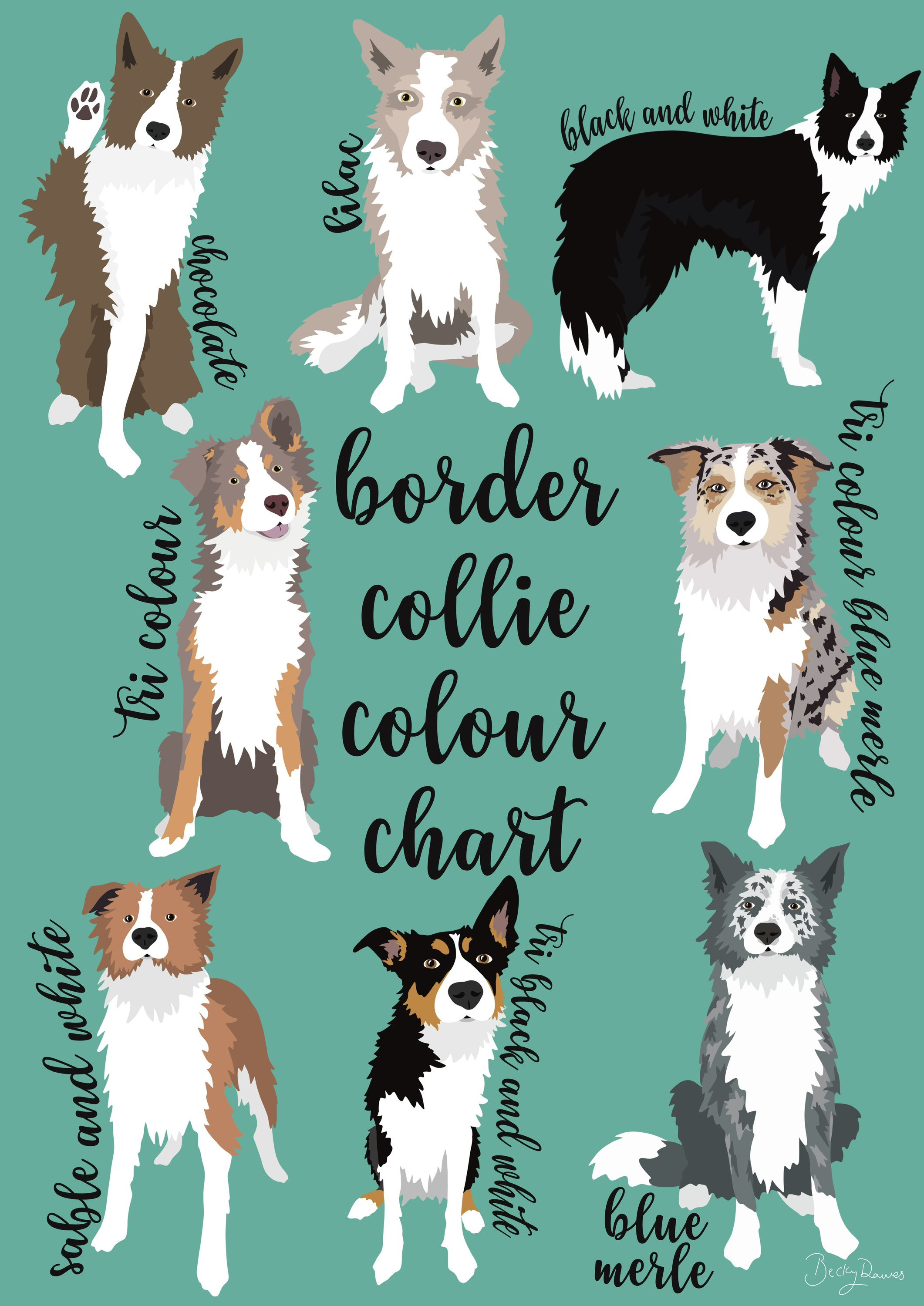Border Collie Colour Chart Collie Coat Colours Wall Art Border Collie