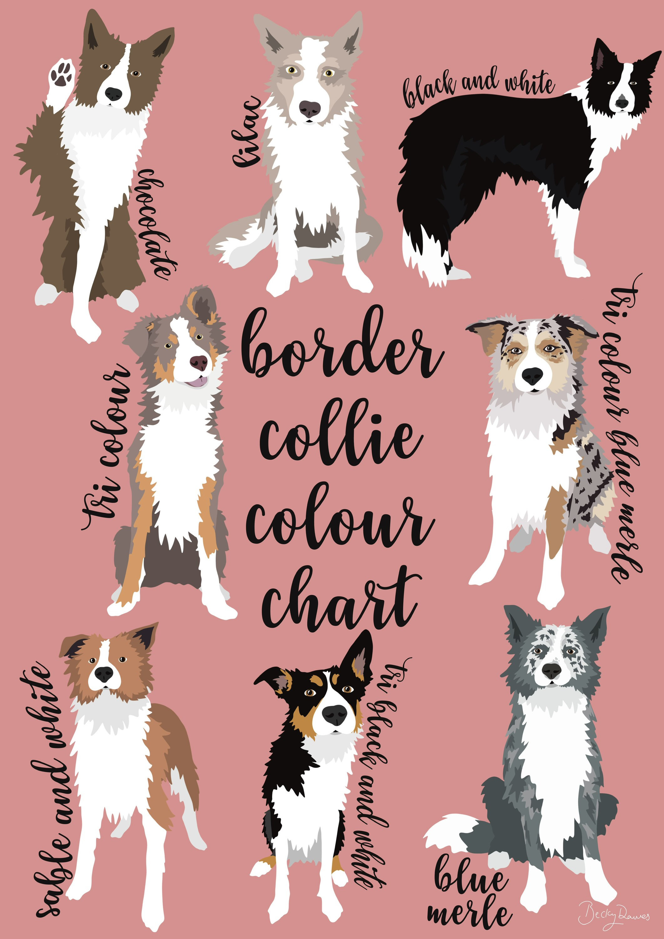 blue coat border collie