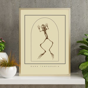 Puede incluir: Una impresión enmarcada de un esqueleto de rana en estilo vintage. El esqueleto es marrón y el fondo es crema. El texto "RANA TEMPORARIA" está impreso debajo del esqueleto.