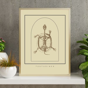 May include: A framed print with a sepia-toned anatomical illustration of a turtle skeleton. The artwork is set against a cream background, framed in gold. The word "TESTUDINES" is printed at the bottom of the image, within a black border.