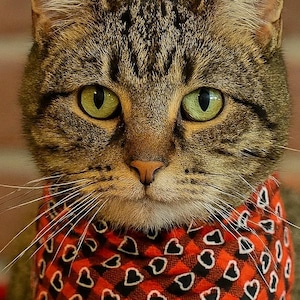 Hearts Reversible and Customizable Pet Bandana – Red Plaid Hearts + Black & White Gingham Scarf for Cats or Small Dogs – &quot;Valentine&#39;s Charm&quot;