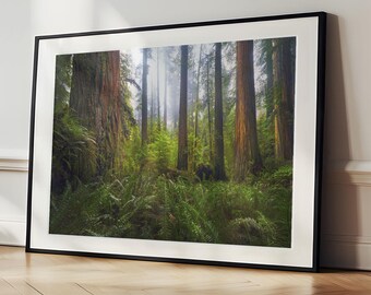 Redwood Forest Wall Art, California Redwoods Print, Woodland Nature Photography