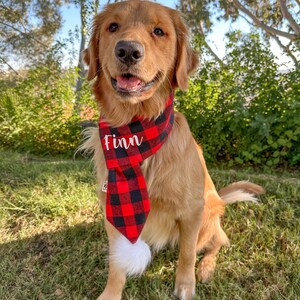 May include: A golden retriever dog wearing a red and black plaid bandana with the name "Finn" embroidered on it. The dog is sitting on green grass.