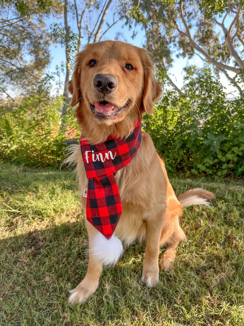 May include: A golden retriever dog wearing a red and black plaid bandana with the name "Finn" embroidered on it. The dog is sitting on green grass.