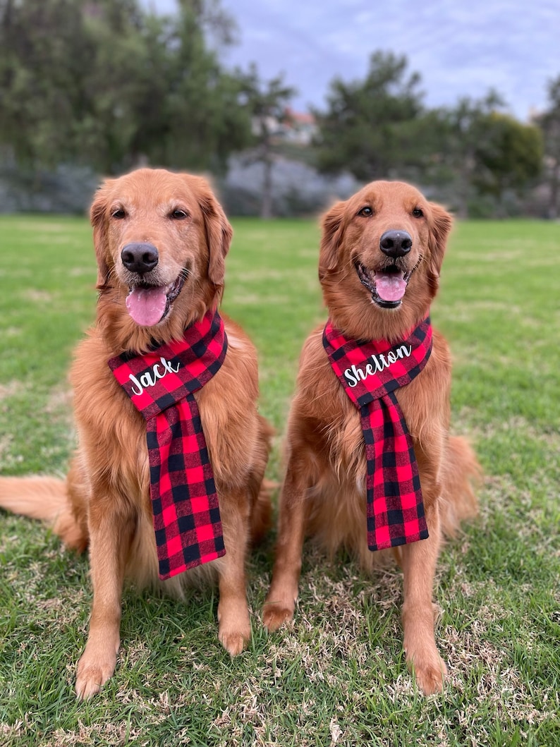 May include: Two golden retriever dogs wearing red and black plaid scarves with their names, Jack and Sheldon, embroidered in white.