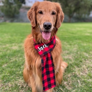 May include: A golden retriever dog wearing a red and black plaid scarf with the name "Jack" embroidered on it. The dog is sitting on a green grassy lawn.