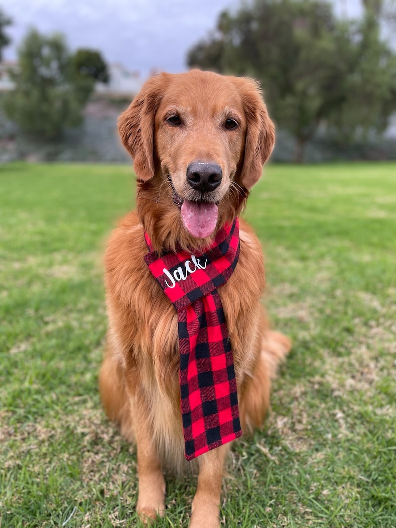 May include: A golden retriever dog wearing a red and black plaid scarf with the name "Jack" embroidered on it. The dog is sitting on a green grassy lawn.